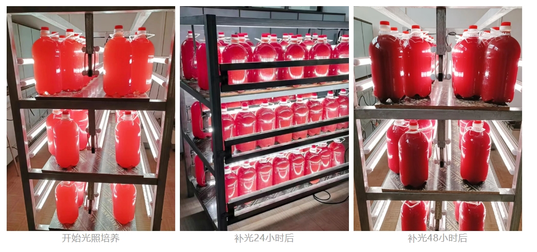 光合细菌培养补光 光合细菌培养补光