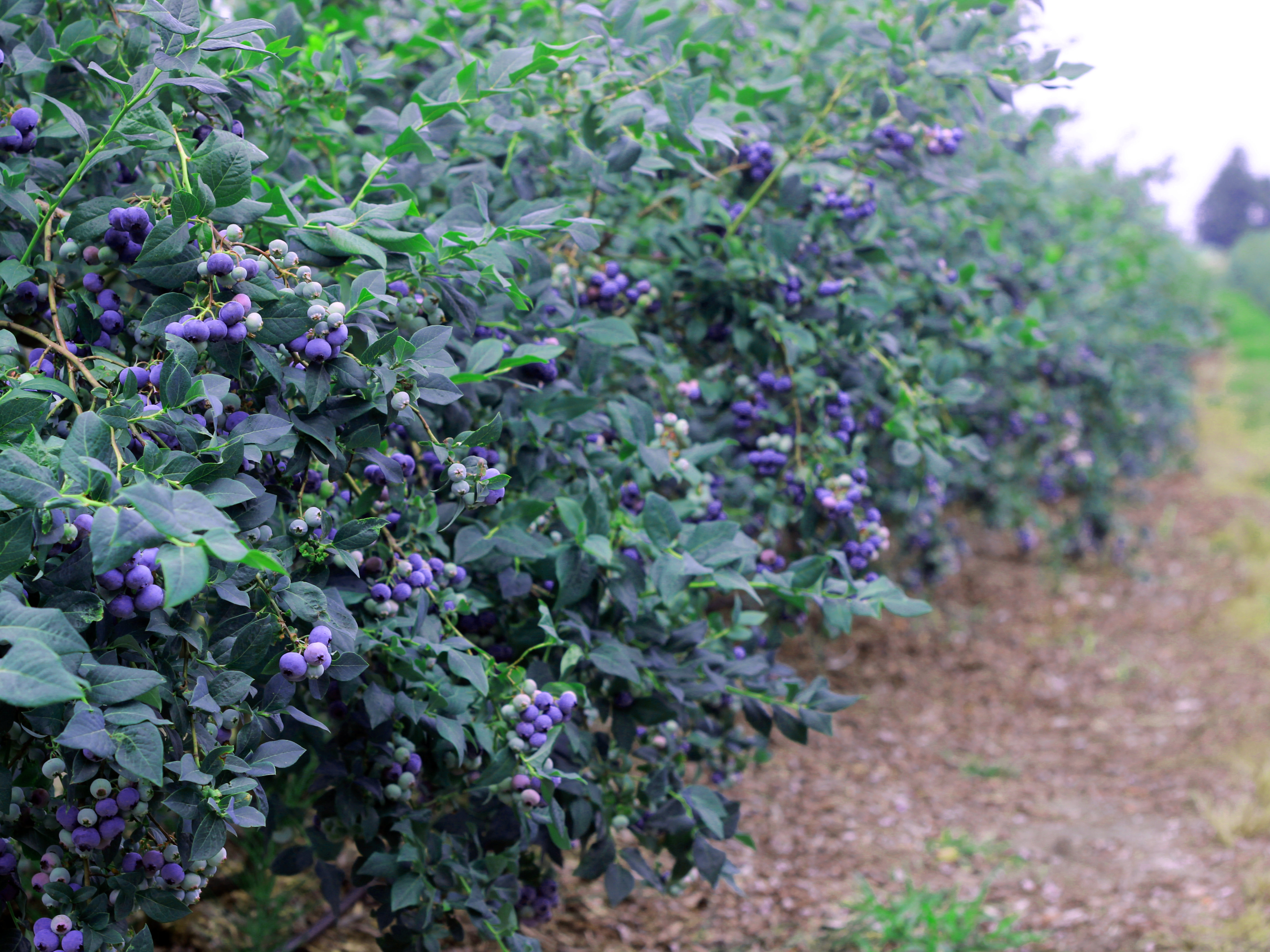 蓝莓大棚种植 蓝莓大棚种植