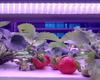 草莓成长LED灯具