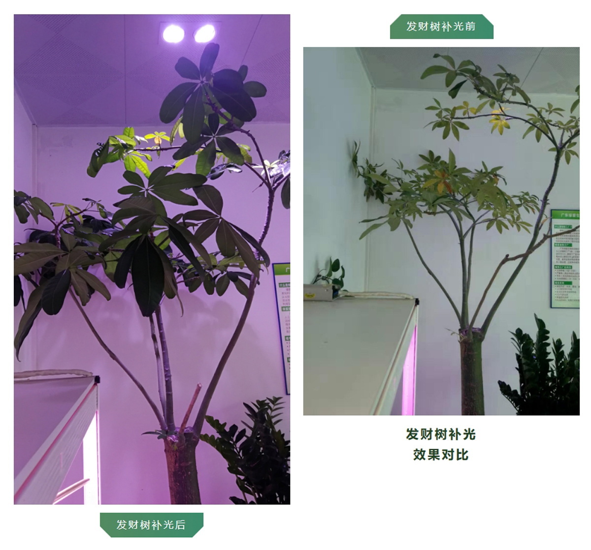 money tree growth light