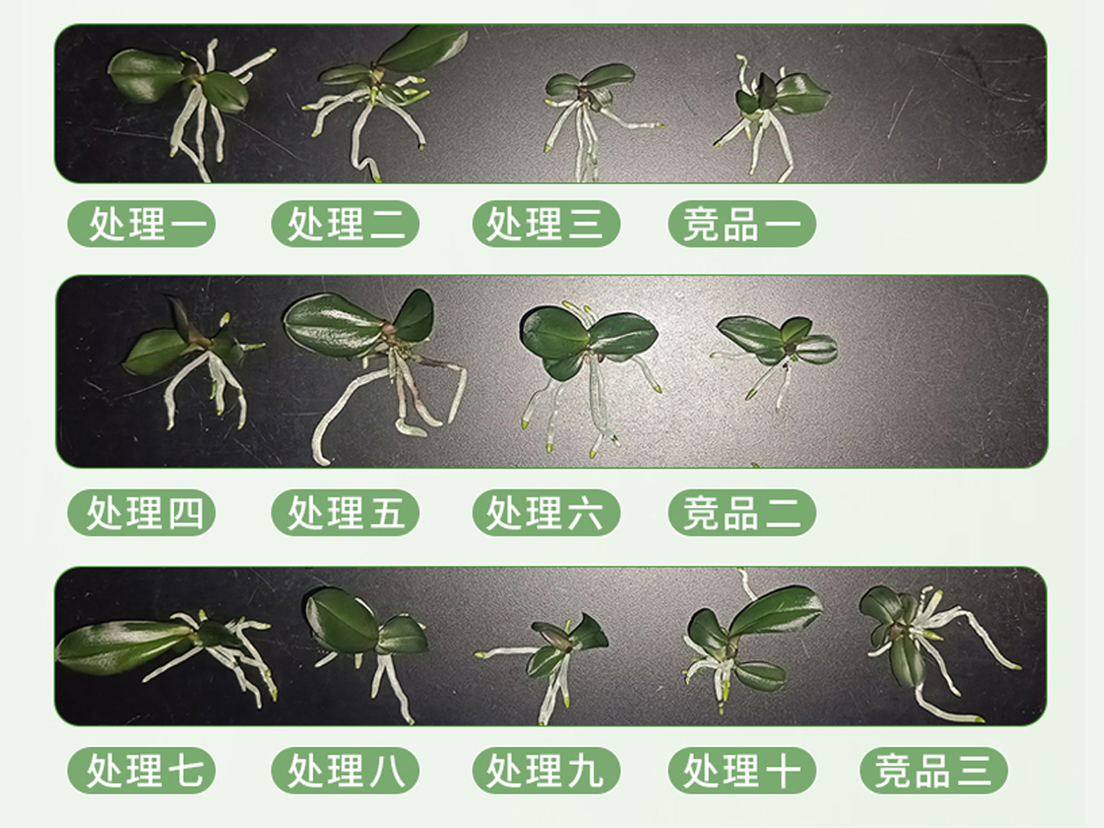 蝴蝶兰组培育苗补光实验生长情况