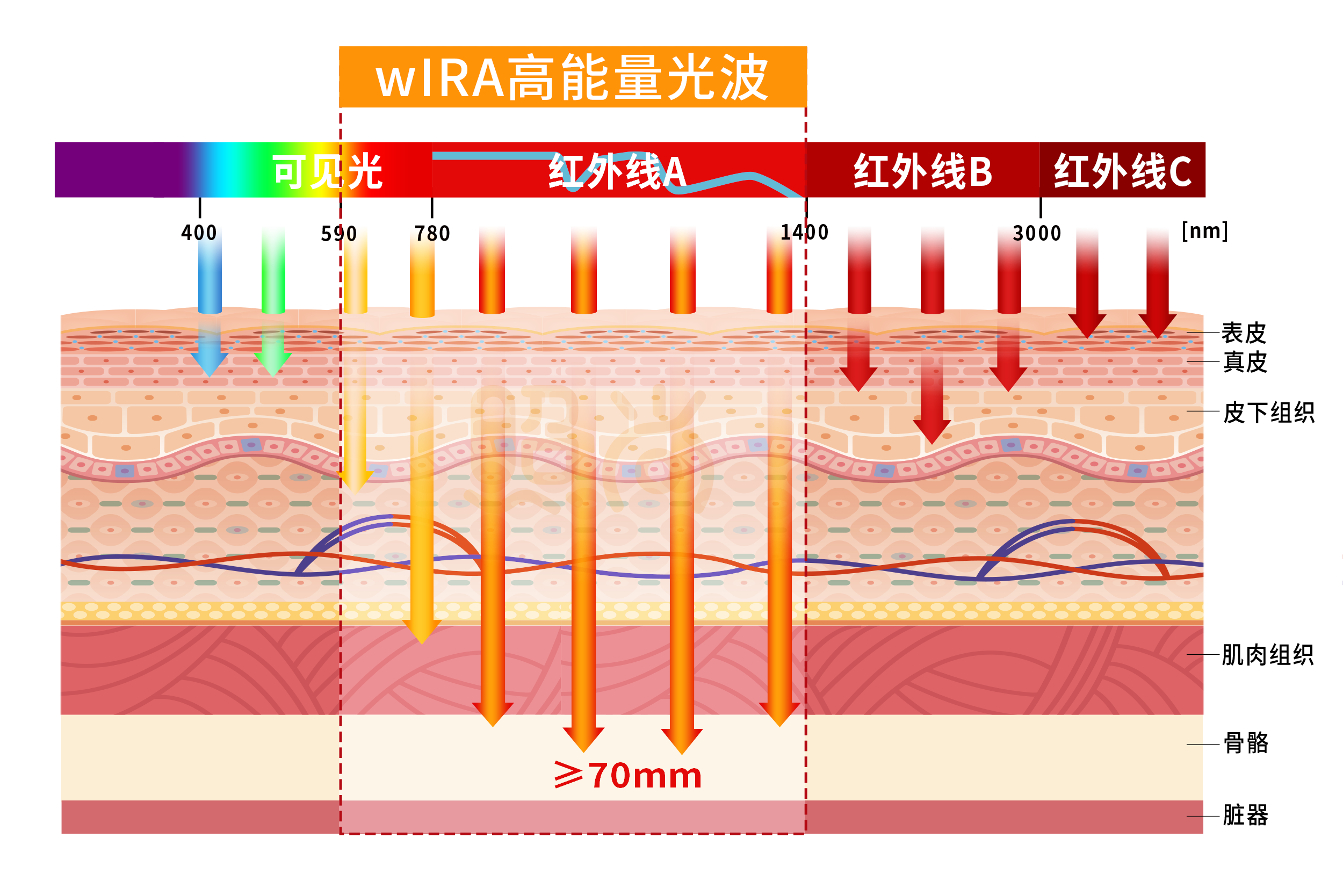 威阀光波渗透图
