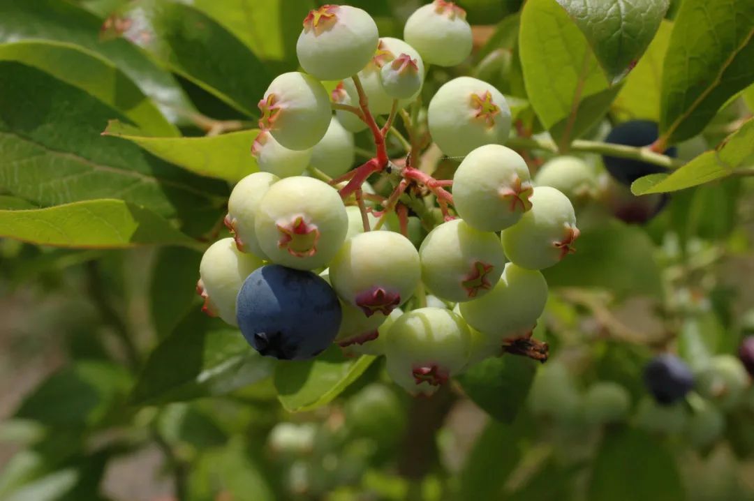 未补光的蓝莓结果